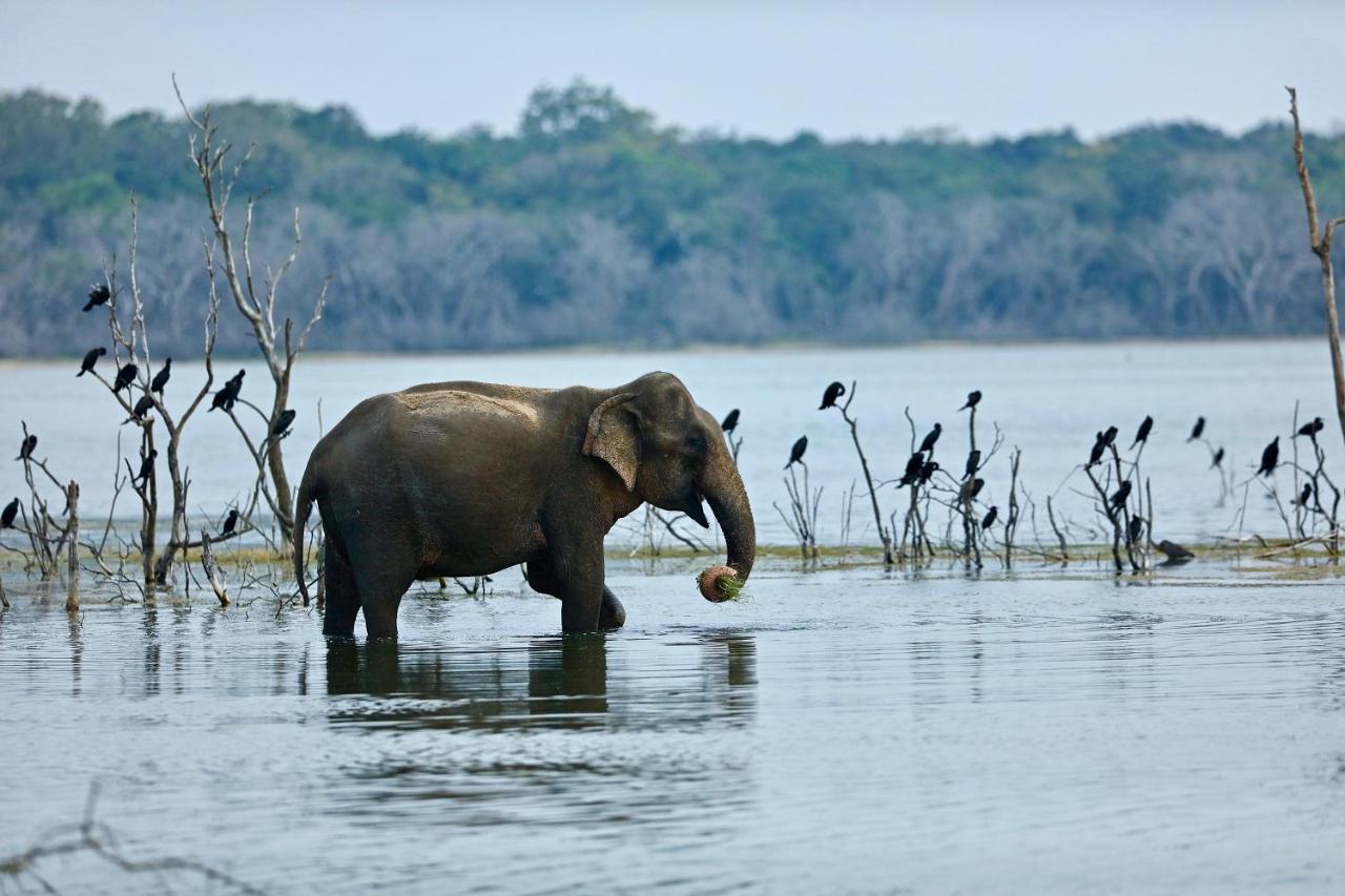 Wilpattu Corridor Leisure Hotel Luaran gambar